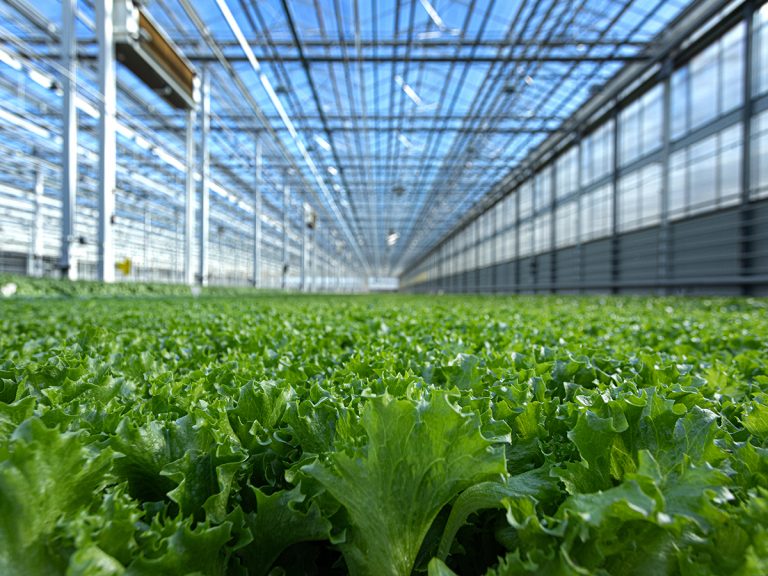 Grow House